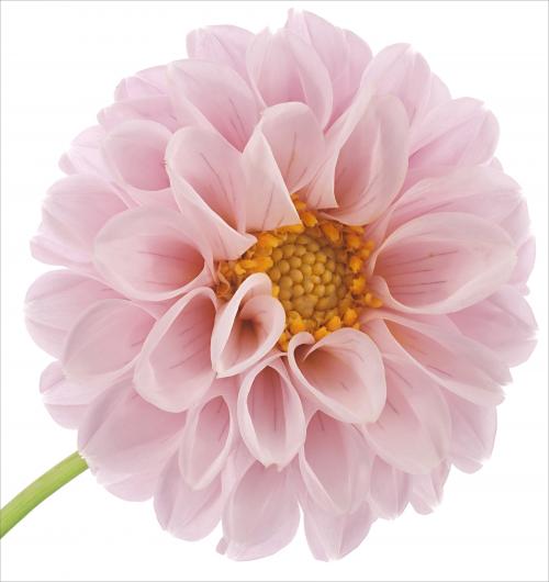 Pink Floral II 24W x 24H 7