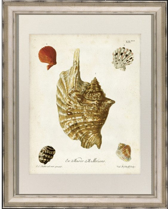 Antique Knorr Shells I 1