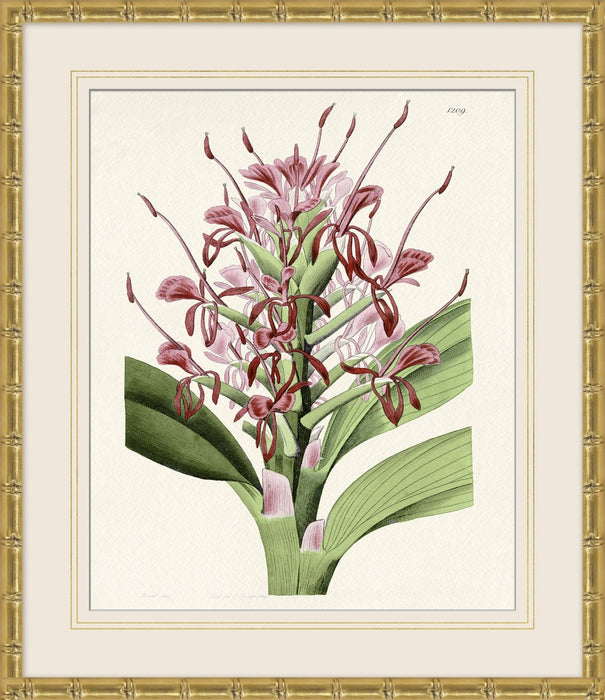 Tropical Floral Study 1 25.5W X 29.5H