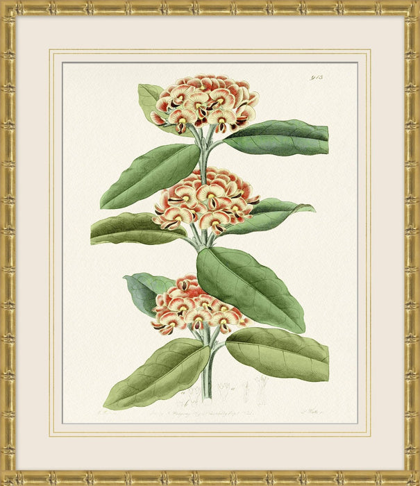 Tropical Floral Study 2 25.5W X 29.5H