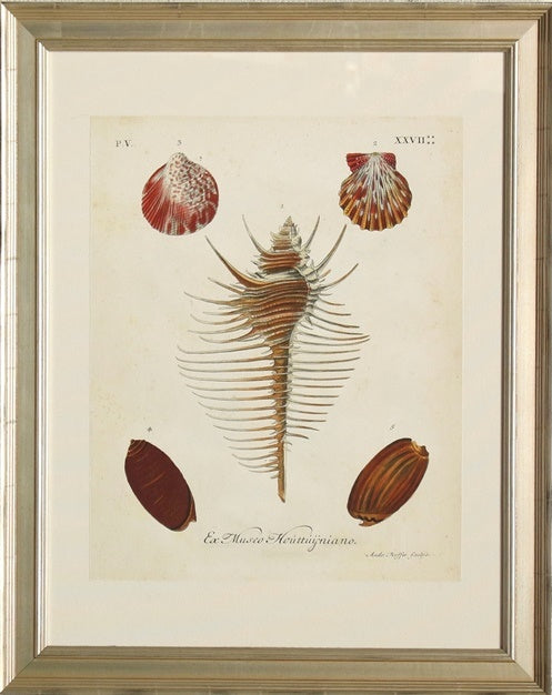 STILL469 Antique Knorr Shells I 25W x 31H