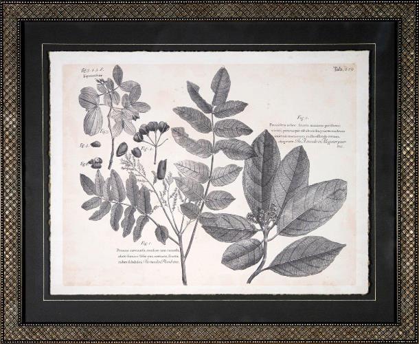 Vintage Folia V 22W x 18H