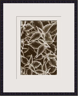 Garden Textures III 8