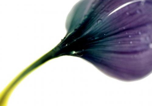 Purple Floral III 24W x 36H 7