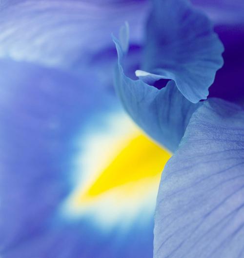 Close up Blue Floral I 24W x 24H 7