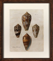 Knier Crackled Shells II 7