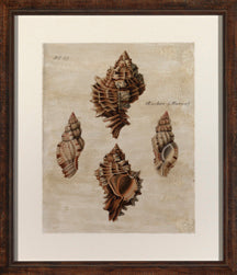 Knier Crackled Shells IV 7