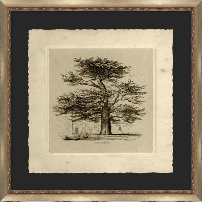 Cedar at Enfield 22.5W x 22.5H