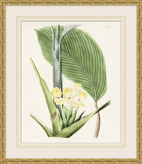 Tropical Floral Study 3 25.5W X 29.5H