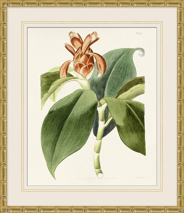 Tropical Floral Study 4 25.5W X 29.5H