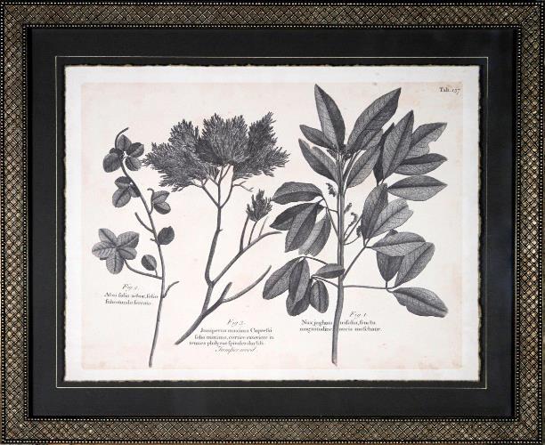 Vintage Folia VI 22W x 18H