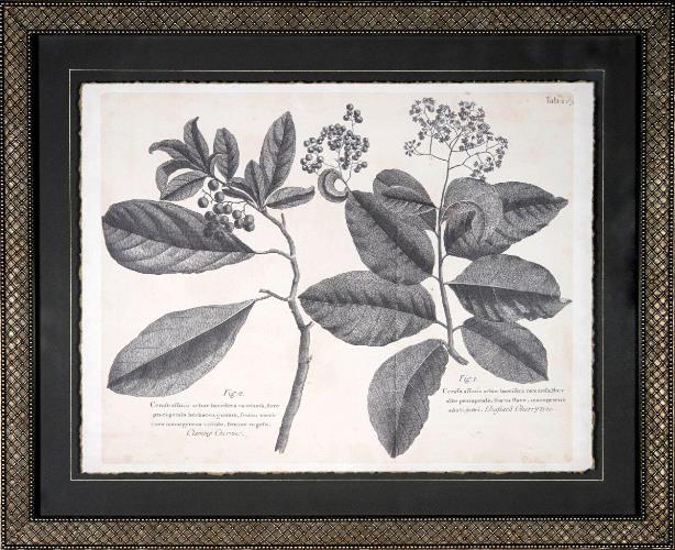 Vintage Folia IV 22W x 18H