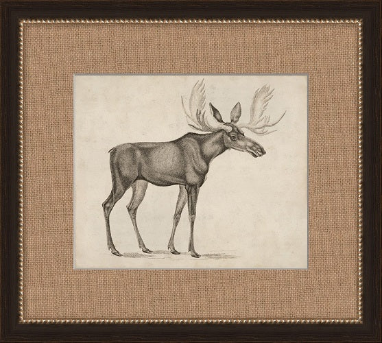 Antique Moose 19W x 17H