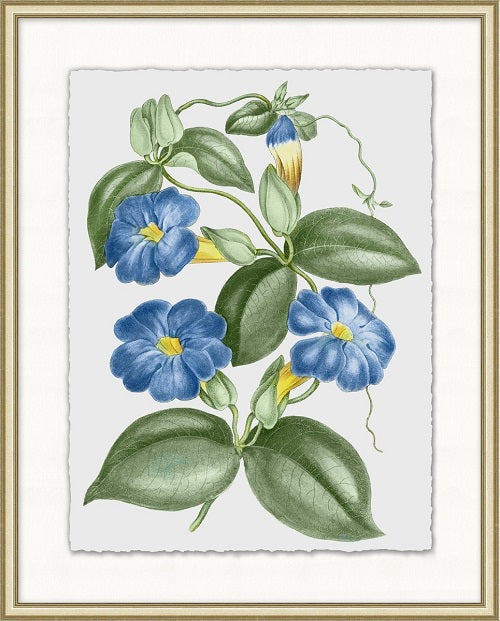 Floral Study 1 20W x 25H