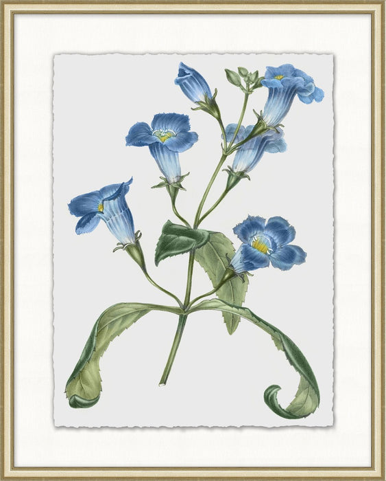 Floral Study 9 20W x 25H