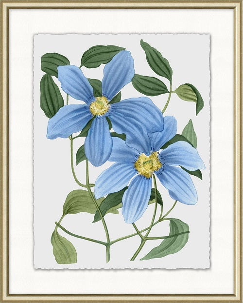 Floral Study 6 20W x 25H