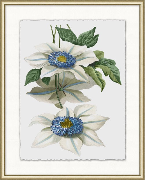 Floral Study 8 20W x 25H