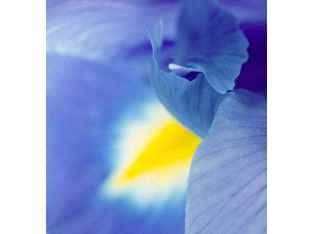 Close-up Blue Floral I 24W x 24H